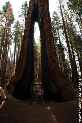 un des sequo&iuml;as de mariposa grove